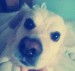 zeus - Mâle (3 ans)