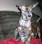 Apples and Strudel - (3 ans)