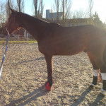 Ulhan - Mâle (7 ans)