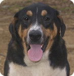 Scout - M&acirc;le (2 ans)