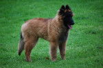 Denzel (Tervuren) 4 mois - M&acirc;le (4 mois)