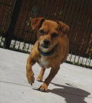 Princess Daisy - (6 ans)