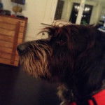 Georges - Mâle (7 ans)