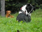 Lylou (Jack Russel) et Eden (X épagneul) - Femelle (8 ans)