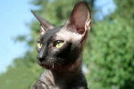 Cornish Rex - Cornish Rex