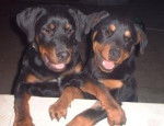 Tyson & Tango -