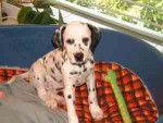 Dalmatien -