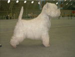 Westie -