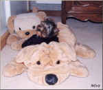 Néva Yorkshire femelle - Toliarys -