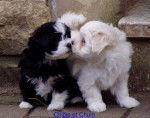 Bisou Chipie et Chum -