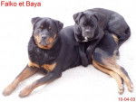 Falko et Baya -