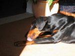 PALOMA, doberwoman -