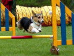 Nana en Agility -