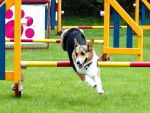Nana en Agility -