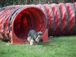 tunnel d'agility -
