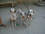 mes 3 dalmatiens -