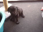 petit labrador -