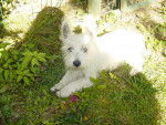 westies -