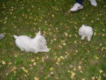 deux cousins westies -