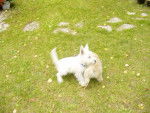 un westie et un cairn qui jouent ensemble -