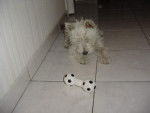 filou attaque le ballon -