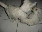 les 2 cousins westies -