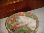 filou fait sa sieste -