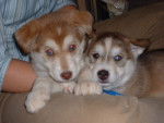 Iris et Maya : Husky X Labrador -