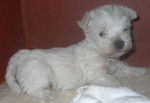 Westie Dream Story -