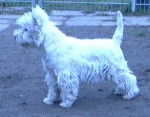 Westie Dream Story -
