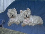 Westie Dream Story -