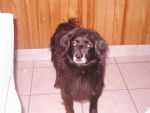 voici snoopy 14 ans ! - (14 ans)