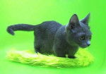 Munchkin Shorthair -