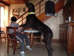 Voila ce que c'est qu'un grand chien ;-) -