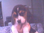 Mon p'tit beagle -