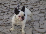 NOTRE BOULEDOGUE -