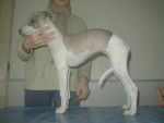 Very ma Whippet -