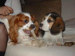 Sweety & Cooper -