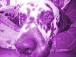 Zeus en violet ! -