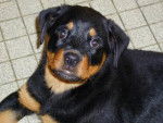 un chiot rotweiler -