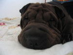luna shar pei en vancances -