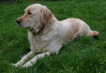 Jeune golden retriever femelle -