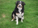 Upsy mon border collie -