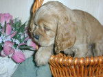 Épagneul Cocker Américain chiot femelle -