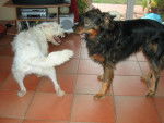 Balto et Daisy 2 -