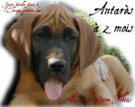 Antares -