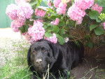 toto le passionner d'hortensias -