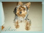 alisco 10 mois silky terrier - (10 mois)