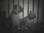 Topless (bullmastiff) et Orky(Am'staff) -