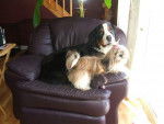 mes deux chiens -